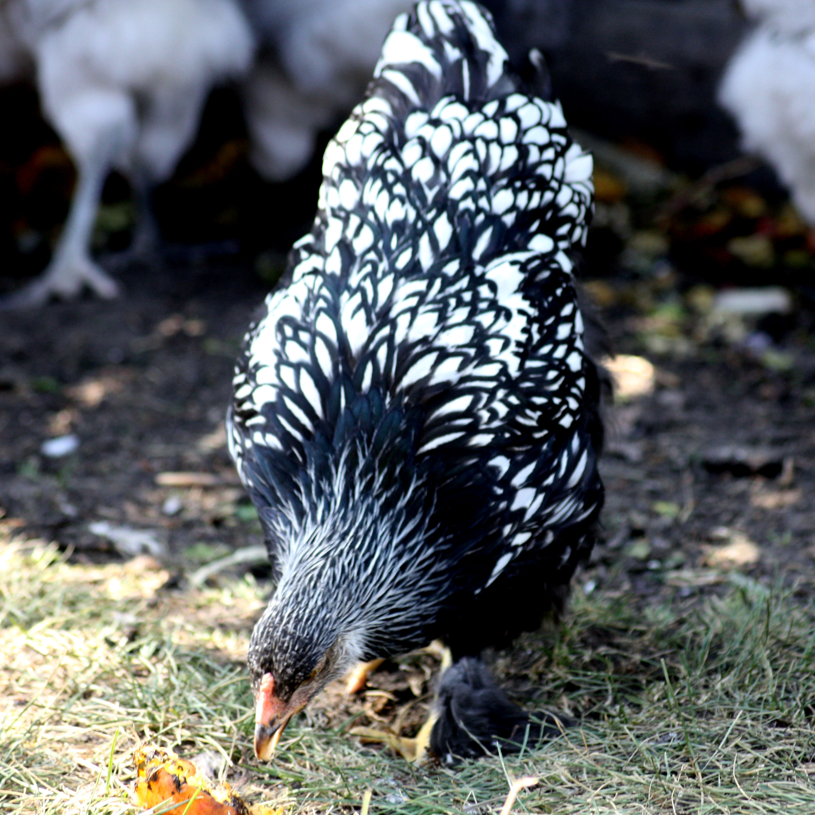 Silver Laced Brahmas