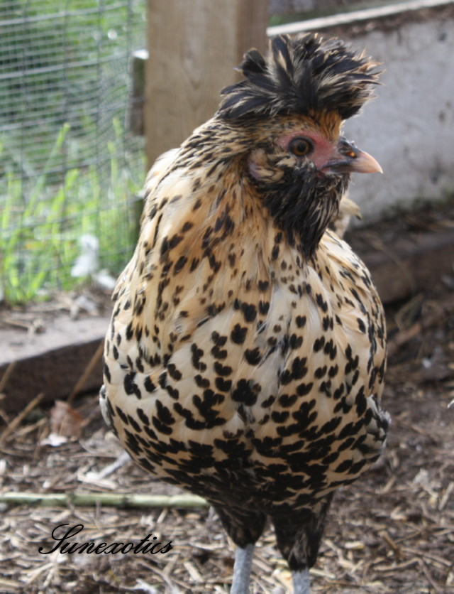 Brabanter Hen